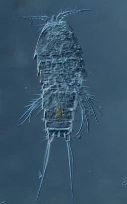 (Bryocamptus) minutus Bryocamptus