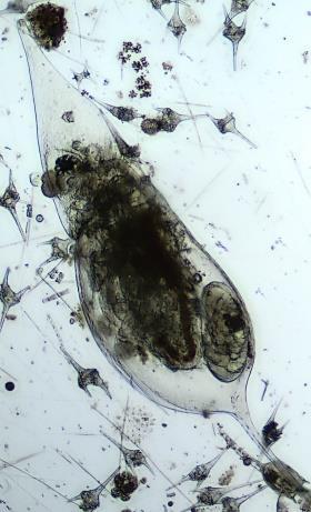 Bosmina coregoni Bosmina