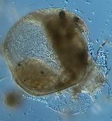 quadrangula Chydorus sphaericus