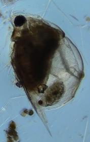 Scapholoberis mucronata Pleuroxus
