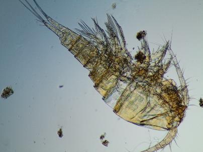 Acanthocyclops venustus Eucyclops