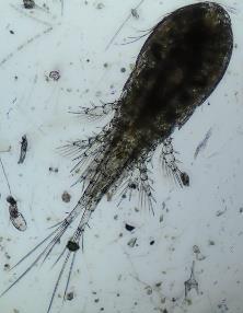 Eucyclops serrulatus Paracyclops