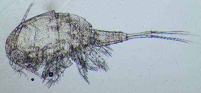 Ectocyclops phaleratus Mesocyclops