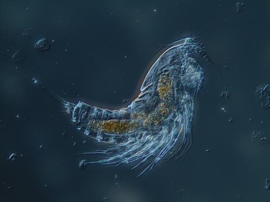 CALANOIDA (1) Eudiaptomus gracilis