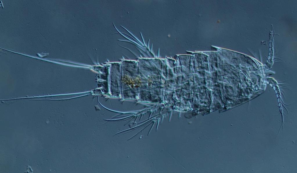 Bryocamptus