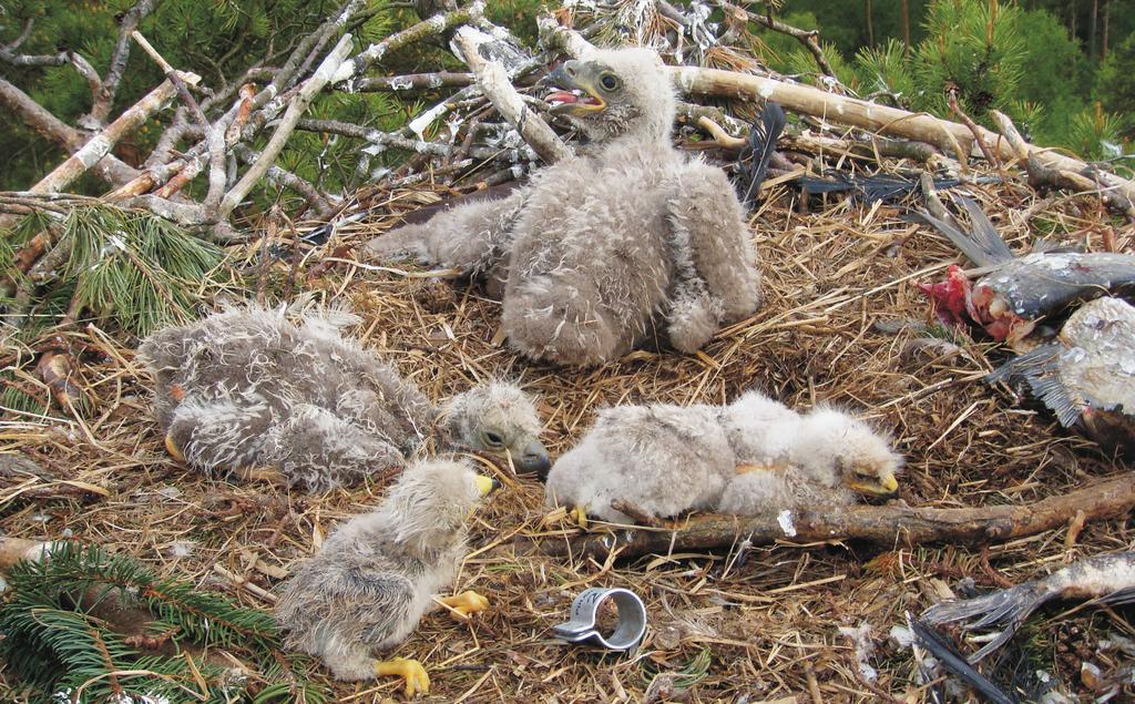 Fot. 3. Gniazdo z dwoma pisklętami bielika oraz trzema niezidentyfikowanymi pisklętami szponiastych, 23.05.2010, woj.