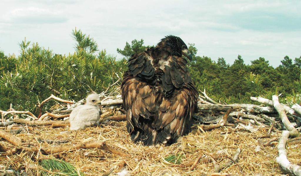 A nest with young White-tailed Eagles and three nestlings of unidentified raptor species Fot. 4.