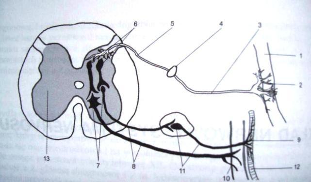 1. Skóra 2. Receptor 3. Dendryt 4. Ciało neuronu przyjmującego (w zwoju rdzeniowy) 5. Jego akson 6. Neuron spoidłowy (pośredniczący) 7. Ciała neuronów wykonawczych 8.