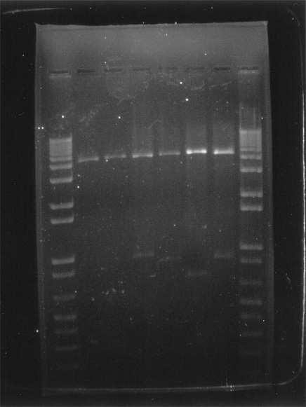 Identifikace DNA