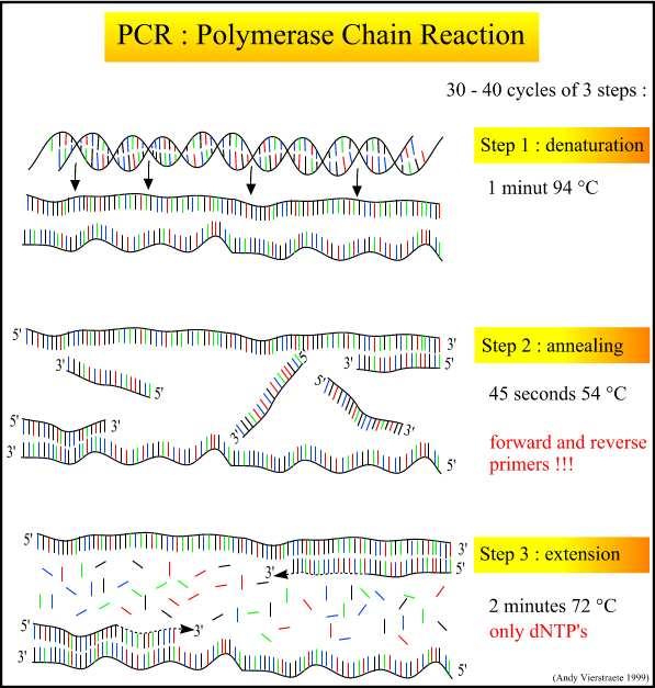 PCR