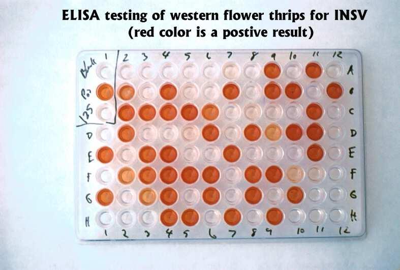 ELISA