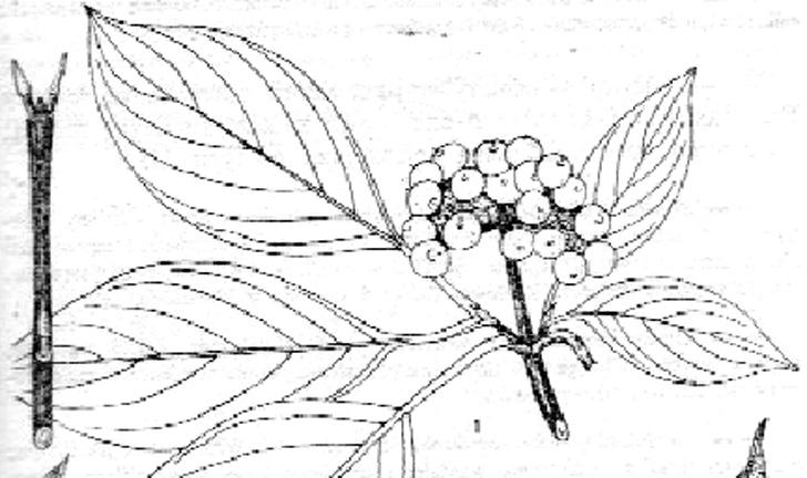 5. Ostrokrzew kolczasty (Ilex aquifolium L.