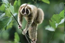 Galagowate galago