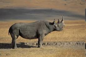 nosorożce Rhinocerotidae