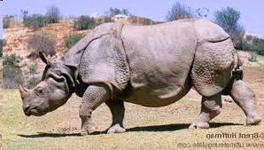 indyjski Rhinoceros
