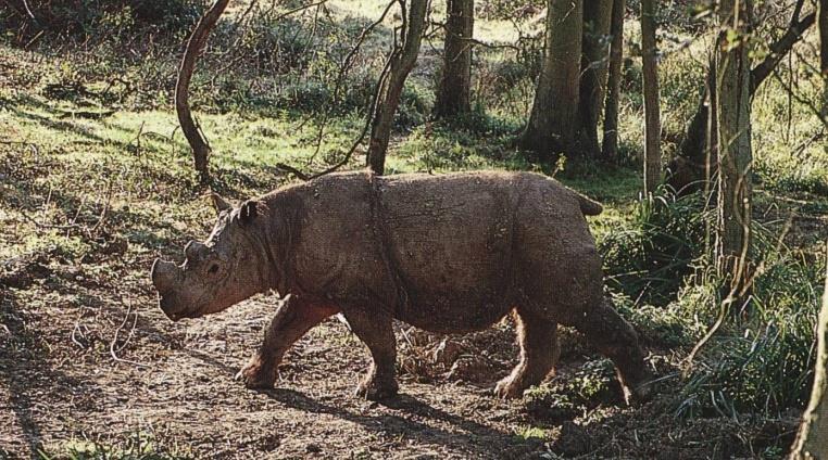 jawajski Rhinoceros