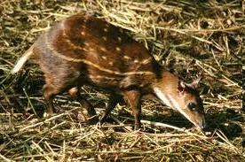kanczyle