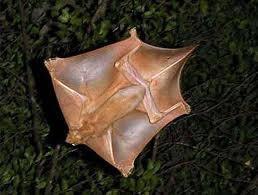 Palaeotropik
