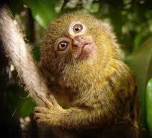 Pitheciidae