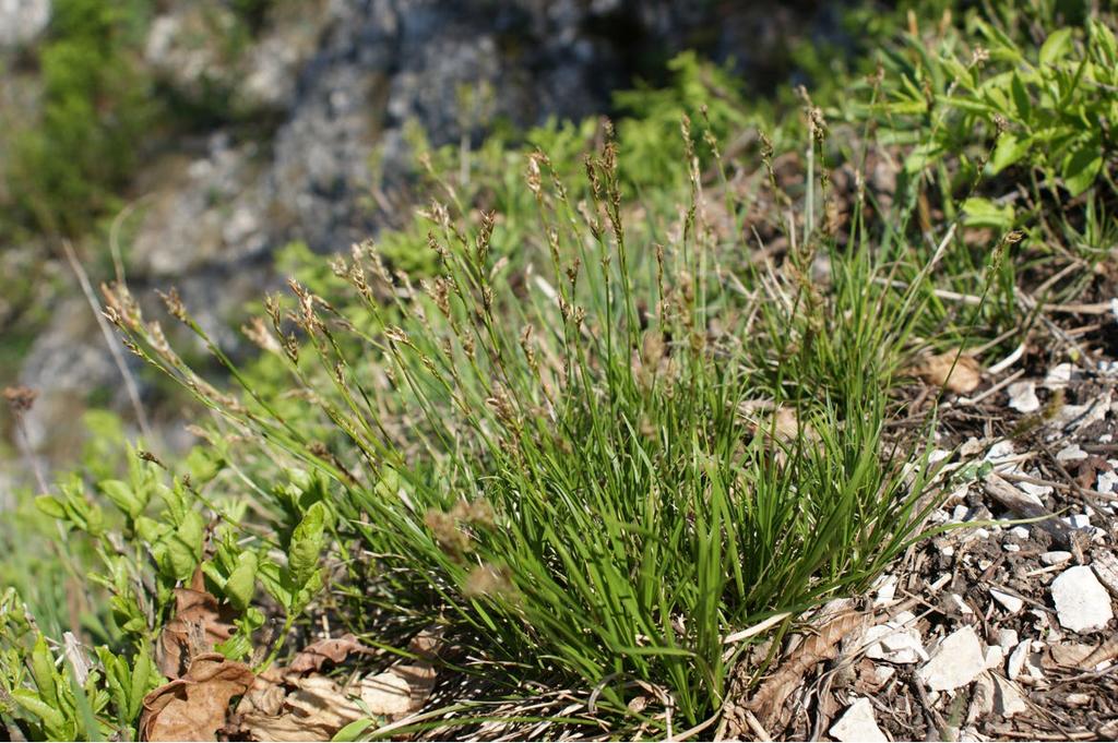 Ryc. 5. Turzyca stopowata Carex pediformis C. A.