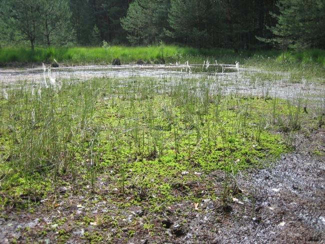 Stanowisko nr 15 (staw hodowlany użytkowany ekstensywnie). Photo 1. Site no. 15 (fish pond extensively used). Fot. 2. Stanowisko nr 14 (torfowisko). Photo 2. Site no. 14 (peat bog). S. depressiusculum był obserwowany przede wszystkim na stawach hodowlanych (Fot.