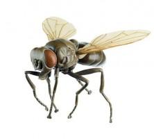 Mode Muchy Domowej (Musca domestica), 30x