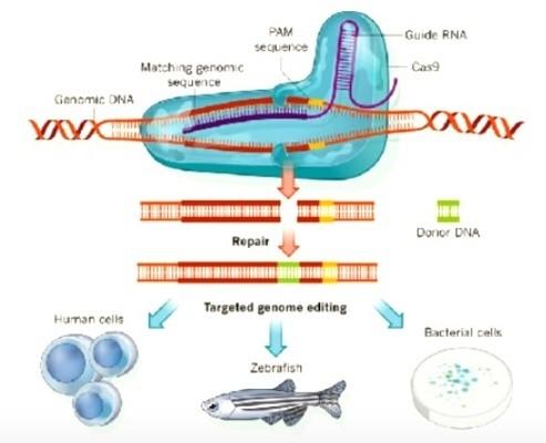 Genetyka medyczna w praktyce klinicznej. Wpływ genetyki na przyszłość medycyny.