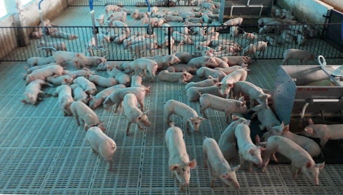 W Polsce zajmuje się tuczem kontraktowym świń oraz produkcją biogazu. W sumie firma posiada 25 000 loch i produkuje około 800 000 prosiąt i tuczników rocznie.