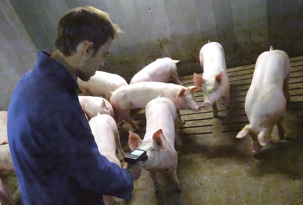 Historia sukcesu hodowli zaczyna się od wyliczenia głównych wyzwań, przed którymi stoją producenci świń.