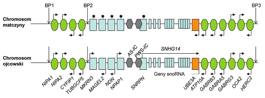 Rycina 1. Schemat położenia i regulacji genów w rejonie ch15q11-13. Geny piętnowane oznaczono prostokątami, geny o biallelicznej ekspresji - elipsami.