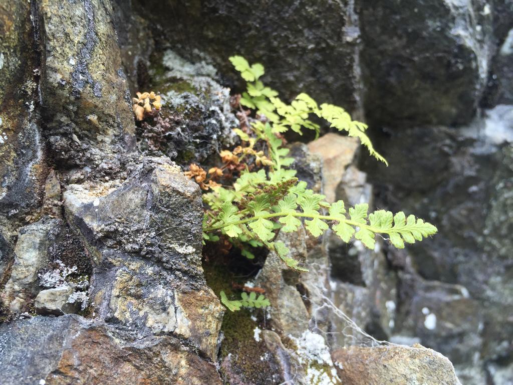 Woodsia alpina na stanowisku w Dolince (ok. 1550 m n.p.m.) w Tatrach Zachodnich. Wyraźnie widoczne charakterystyczne tępe, okrągławodeltoidalne odcinki pierwszego rzędu liści (17.08.2017 r.