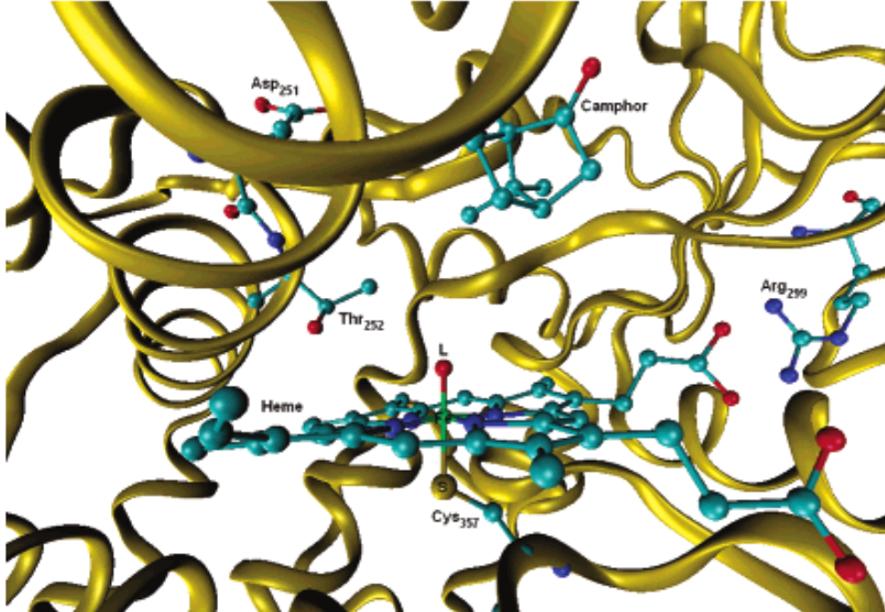 Charakterystyka białka Właściwości, które wykazuja białka z superrodziny Cytochromów P450 umieszczaja je w centrum zainteresowań chemii teoretycznej: