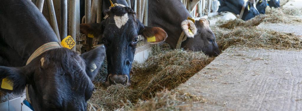 Zdrowe krowy odwdzięczają sie większą płodnością, dłuższym okresem laktacji i zdecydowanie większą produkcją mleka.