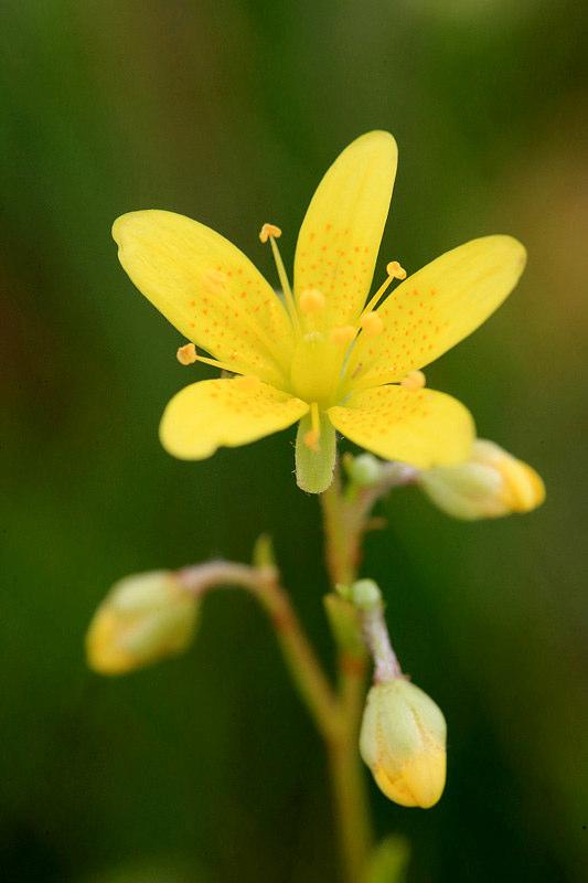 Raport z monitoringu skalnicy torfowiskowej Saxifraga hirculus (kod 1528) na