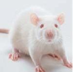 Grupa badana 180 samic szczurów szczepu Sprague-Dawley w wieku 1 miesiąca o masie