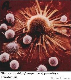 Zaburzenia odporności po leczeniu nowotworów Uszkodzenie czynności limfocytów T i B Poprawa czynności komórek NK i monocytów Zmniejszenie całkowitej liczby limfocytów jak również