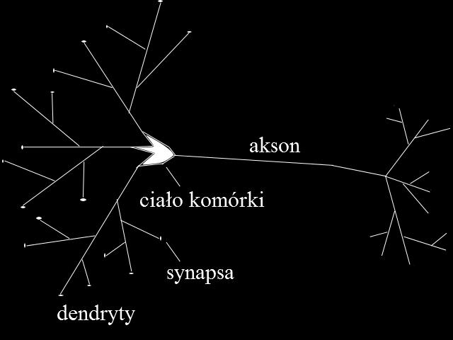 Biologiczny model neuronu Mózg człowieka składa się z około 10 11 komórek