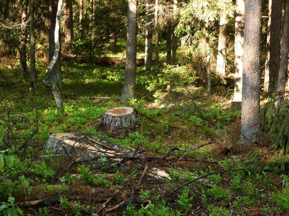Nadleśnictwo