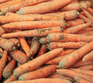 1. Wprowadzenie Marchew (Daucus carota) jest bardzo popularnym warzywem korzeniowym, uprawianym i spożywanym na cały świecie.