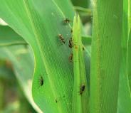 2-87) ZWYKŁY OPRYSKIWACZ ZARZĄDZANIE ODPORNOŚCIĄ Najczęściej wystarczy jeden zabieg insektycydem aby wyeliminować zagrożenie ze strony omacnicy prosowianki żerującej na kukurydzy.