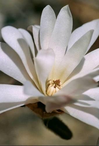 Jeśli chodzi o stanowisko pod uprawę magnolii, to najlepiej wybrać miejsce dobrze nasłonecznione, lub półcieniste i w miarę zaciszne.