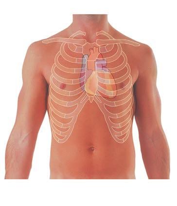 Anatomia i fizjologia 1 LOKALIZACJA I POWIERZCHNIE SERCA Serce jest narządem zbudowanym głównie z tkanki mięśniowej, który leży w przestrzeni między płucami (tj.