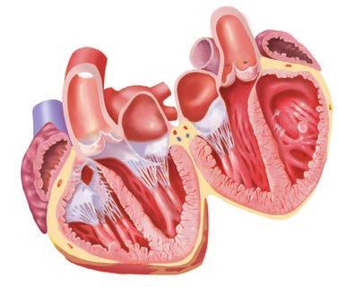 Rozdział 1 Anatomia i fizjologia 3 naczynia włosowate, naczynia kapilarne limfatyczne, włókna nerwowe i tłuszcz. Główne tętnice wieńcowe leżą na osierdziowej powierzchni serca.