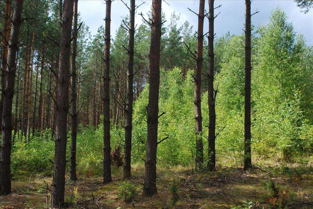Rola urządzania lasu w planowaniu gospodarki na gruntach porolnych Inwentaryzacja drzewostanów na gr.