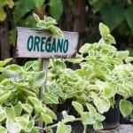 Oregano.