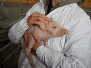 https://www. Selekcja materiału rozrodowego Autor: prof. dr hab. inż. Damian Knecht Data: 28 kwietnia 2019 Doskonalenie genetyczne świń ma bardzo duży wpływ na produkcję trzody chlewnej.