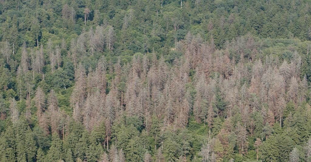 14 Powierzchnia zagrożonych drzewostanów świerkowych przez