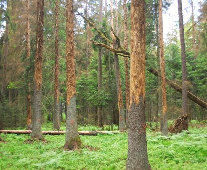 300000 m3 Zasiedlone i wycięte świeki w ramach porządkowania stanu sanitarnego w okresach gradacji i między gradacjami kornika