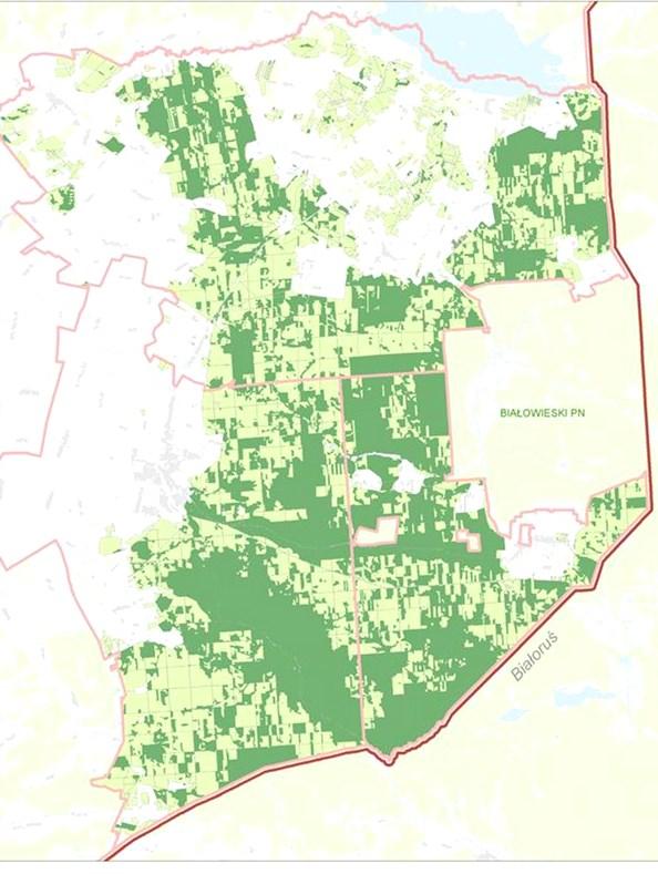 DRZEWOSTANY PONAD 100-LETNIE W obowiązującym planie urządzenia lasu wyłączono z gospodarczego użytkowania i wszelkich działań ochronnych