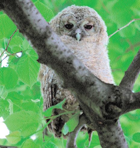 METODY LOKALIZACJI I OCHRONY PUCHACZA BUBO BUBO ORAZ INNYCH SÓW LEŚNYCH Dariusz Anderwald Fot. 1.